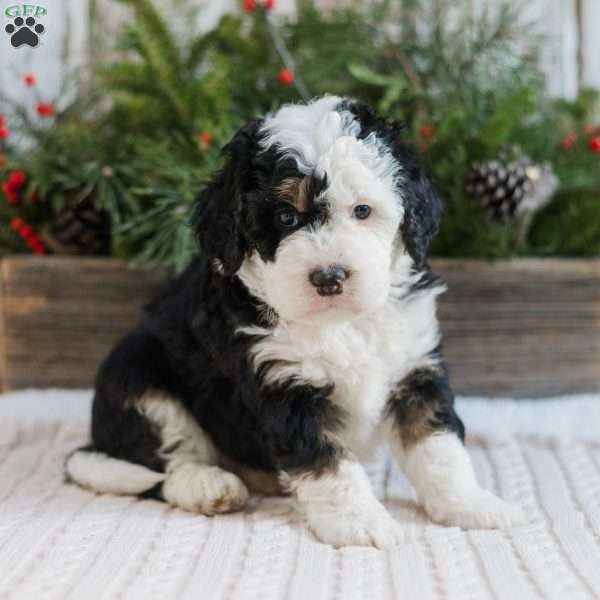 Dylan, Mini Bernedoodle Puppy